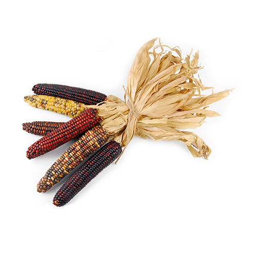 Wholesale Local Farm Indian Corn- Bulk