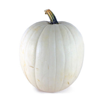 Wholesale Local Farm Local Large White Pumpkins- Bulk
