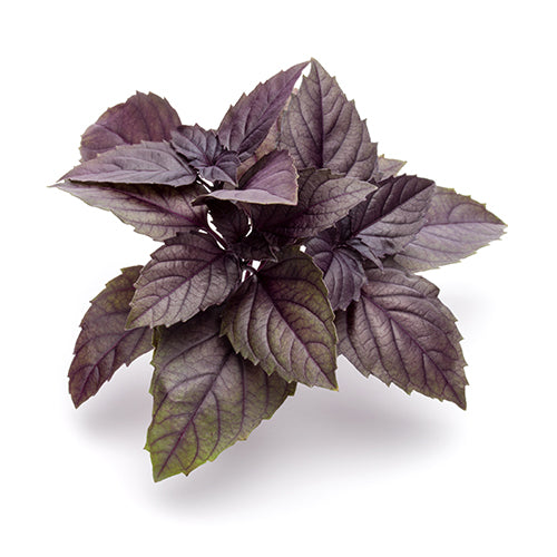 Wholesale Dix Farms Fresh Opal Basil 4oz- Bulk