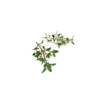 Wholesale Dix Farms Thyme Microgreens 3oz- Bulk