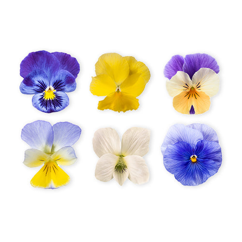Wholesale Dix Farms Mixed Variety Blossoms 3oz- Bulk