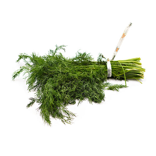 Wholesale Local Farm Fresh Dill Bunch, Local- Bulk
