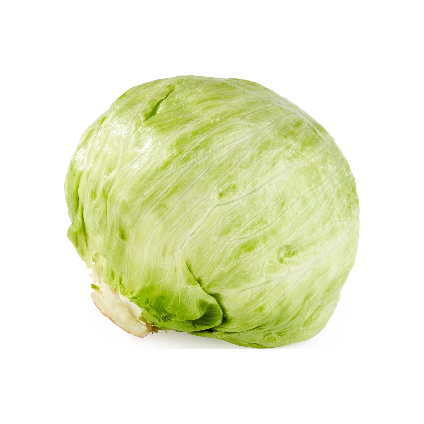 Wholesale Dix Farms Iceberg Lettuce- Bulk