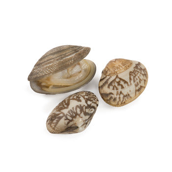 Wholesale Pana Pesca Baby Clams (40-60 Ct/lb) 8oz- Bulk