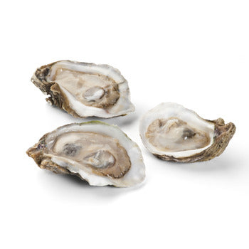 Wholesale Hillman Chesapeake Oysters 1/2 Shell- Bulk