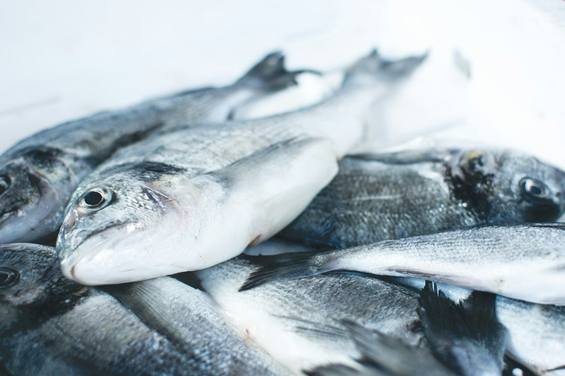 Exploring the Best Wholesale Seafood in the USA