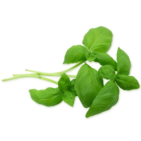 Wholesale Produce Exp Case Cut & Clean Basil- Bulk