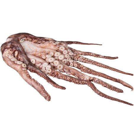 Wholesale Atl. Treasure Case Spanish Octopus 6-8Lb- Bulk