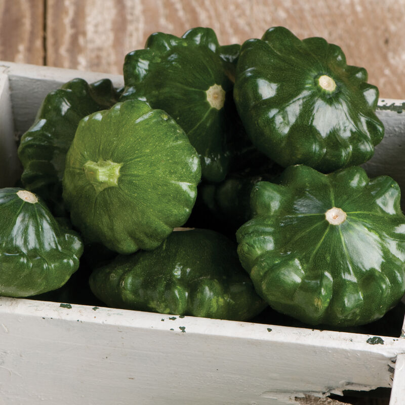 Wholesale BoxNCase Case Patty Pan Green Squash- Bulk