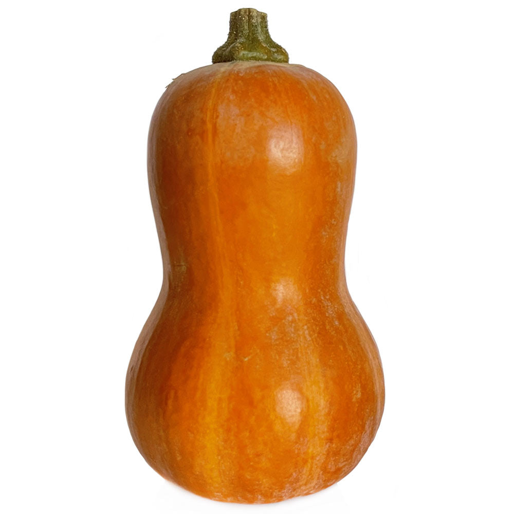 Wholesale Freshline Case Honeynut Squash- Bulk
