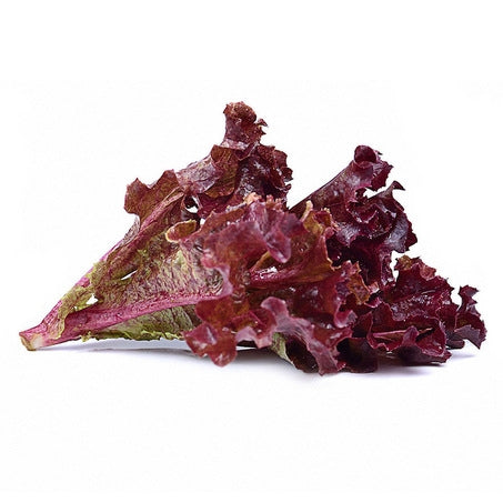 Wholesale BoxNCase Case Baby Red Oak Lettuce- Bulk