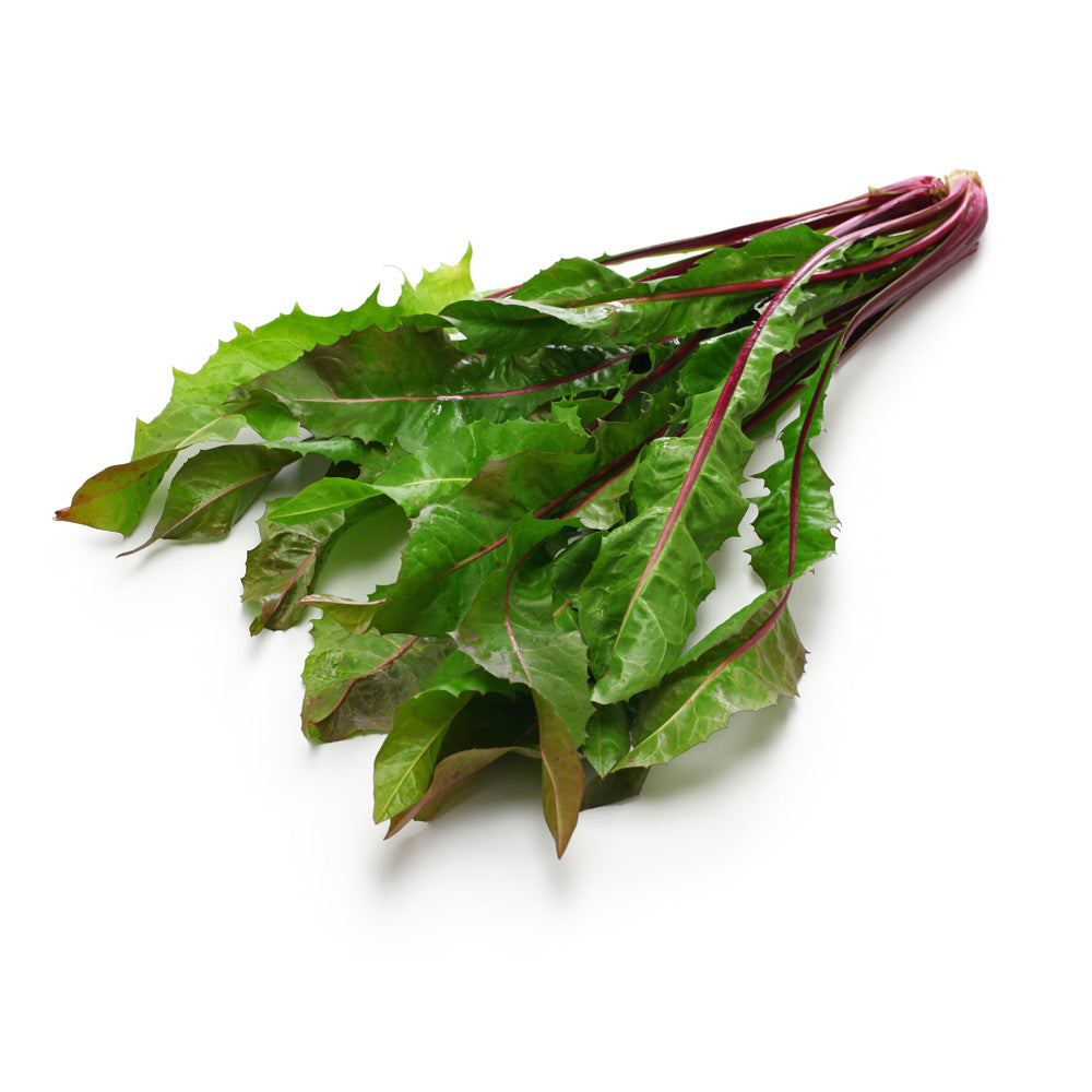 Wholesale Green Red & Org Danelion | 24 ct- Bulk