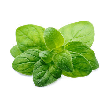 Wholesale Dix Farms Fresh Oregano 2.2lb- Bulk
