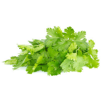 Wholesale Dix Farms Cilantro 1kg- Bulk