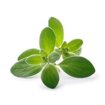 Wholesale Dix Farms Marjoram 1lb- Bulk