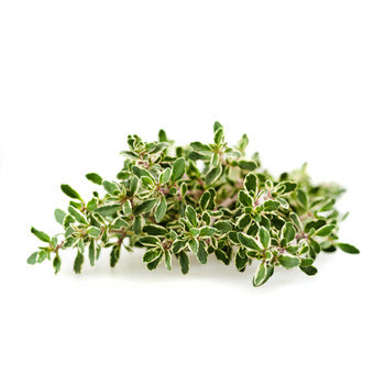 Wholesale Dix Farms Fresh Thyme 1kg- Bulk