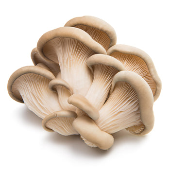 Wholesale Dix Farms Fresh Oyster Mushrooms 5lb- Bulk