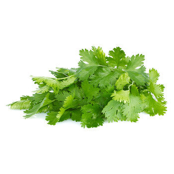 Wholesale Dix Farms Cilantro 4oz- Bulk