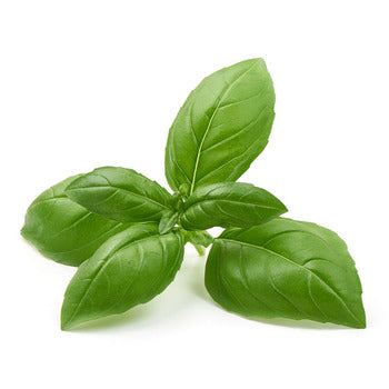 Wholesale Dix Farms Fresh Basil 4oz- Bulk