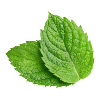 Wholesale Dix Farms Mint 1lb- Bulk