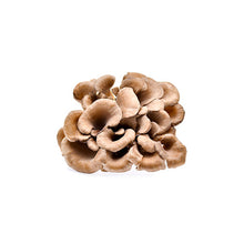 Wholesale Local Farm Brown Maitake Mushrooms 3lb- Bulk