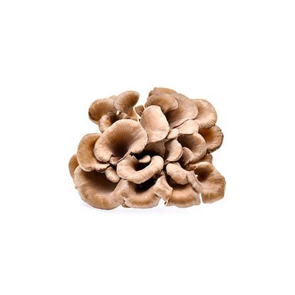 Wholesale Local Farm Brown Maitake Mushrooms 3lb- Bulk