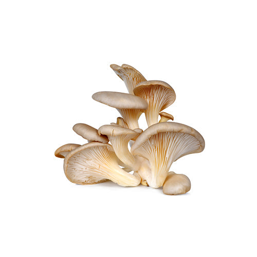 Wholesale Local Farm Oyster Mushrooms 3lb- Bulk