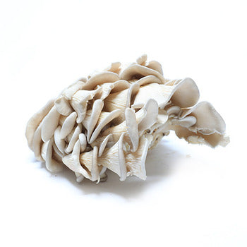 Wholesale Local Farm Oyster Mushrooms 3lb- Bulk