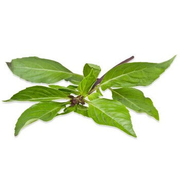 Wholesale Dix Farms Thai Basil 4oz- Bulk