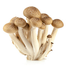 Wholesale Dix Farms Brown Shimeji Mushrooms 3.5oz- Bulk