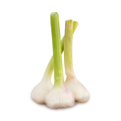 Wholesale Dix Farms Spring Green Garlic 5lb- Bulk