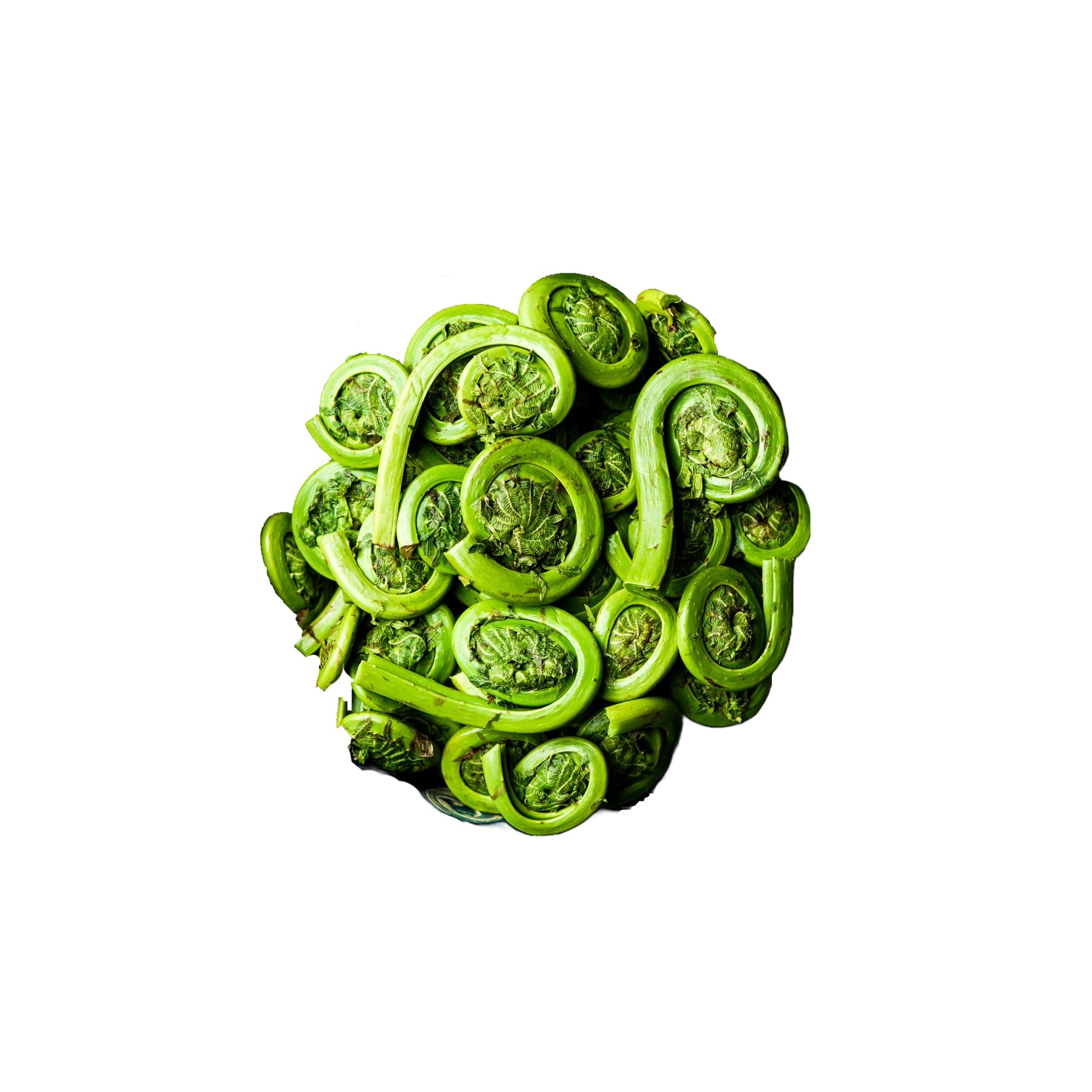Wholesale Dix Farms Eastern Fiddleheads 1lb- Bulk