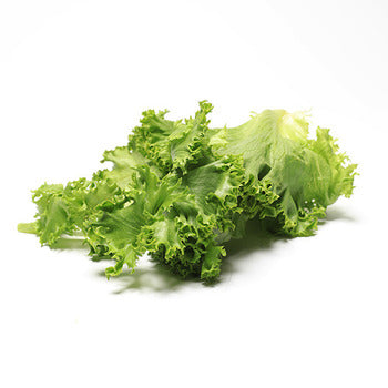 Wholesale Dix Farms Burger Leaf Lettuce 10lb- Bulk