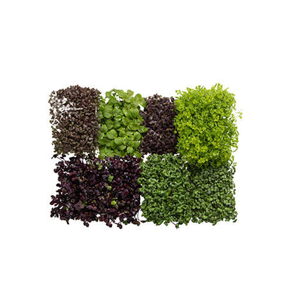 Wholesale Flavour Fields Sakura Mix Living Greens- Bulk
