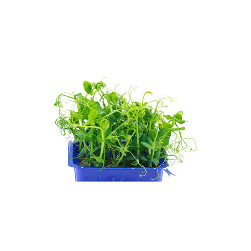 Wholesale Flavour Fields Affilla Cress Living Greens- Bulk