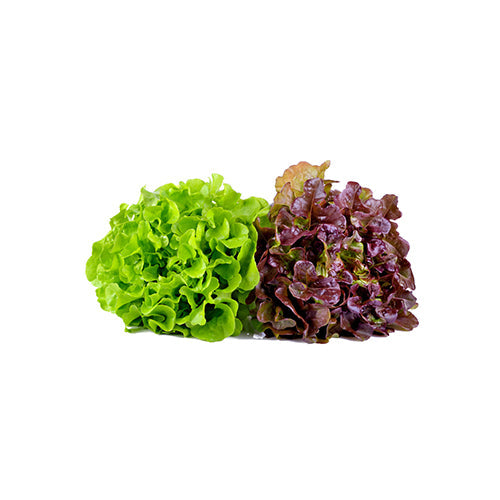 Wholesale Little Leaf Farms Red & Green Leaf Greens 3lb- Bulk