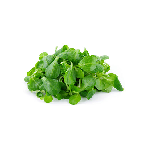 Wholesale Lakeville Specialty Local Hydroponic Mache Greens- Bulk