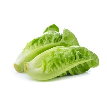 Wholesale Dix Farms Romaine Lettuce- Bulk