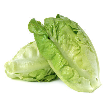 Wholesale Dix Farms Baby Green Romaine Lettuce 2lb- Bulk