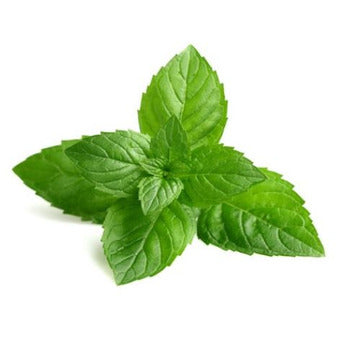 Wholesale Dix Farms Basil 1lb- Bulk
