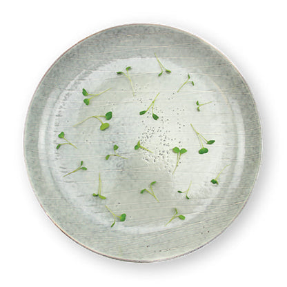 Wholesale Flavour Fields Local Arugula Microgreens 8oz- Bulk