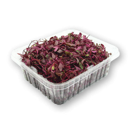 Wholesale Flavour Fields Bull's Blood Microgreens 8oz- Bulk