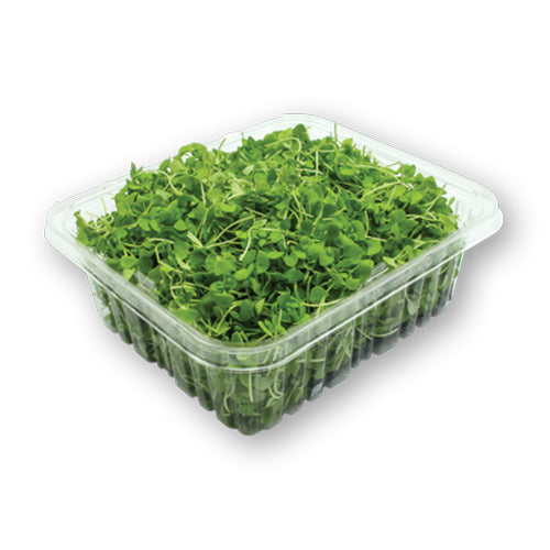 Wholesale Flavour Fields Green Basil Microgreens 4oz- Bulk