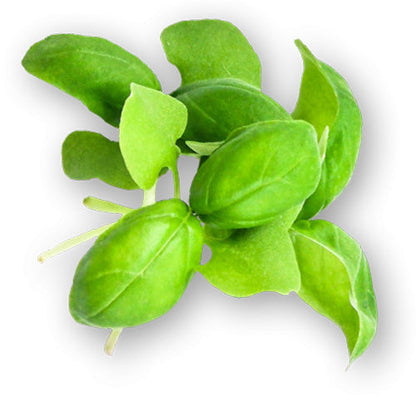 Wholesale Flavour Fields Green Basil Microgreens 4oz- Bulk