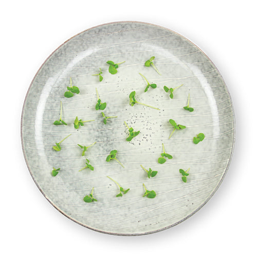 Wholesale Flavour Fields Green Basil Microgreens 4oz- Bulk