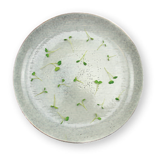 Wholesale Flavour Fields Asian Mix Micro Greens 4oz- Bulk