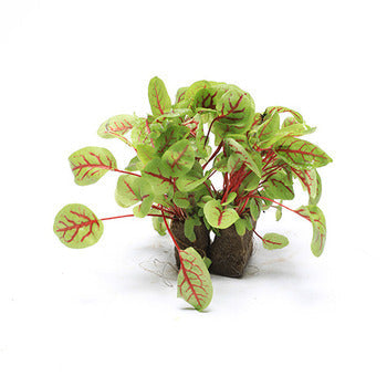 Wholesale Lakeville Specialty Hydroponic Red Sorrel Greens, Local- Bulk