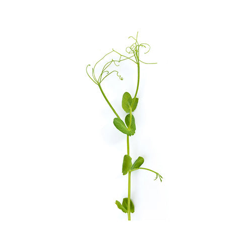Wholesale Flavour Fields Pea Tendrils 8oz- Bulk