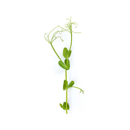 Wholesale Flavour Fields Pea Tendrils 8oz- Bulk