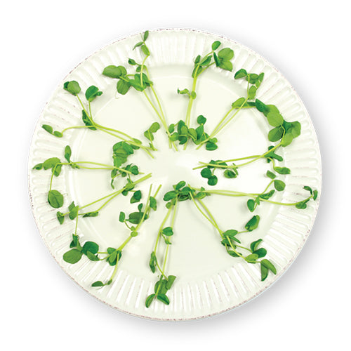 Wholesale Flavour Fields Pea Tendrils 8oz- Bulk